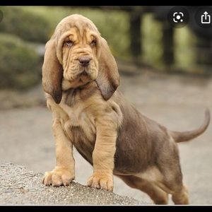 Meet your Posher, Corbett